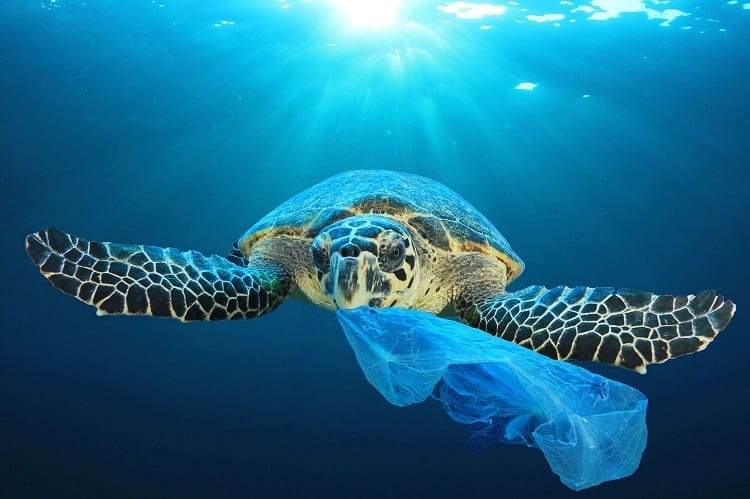 Sea Turtle With Plastic Bag In Mouth