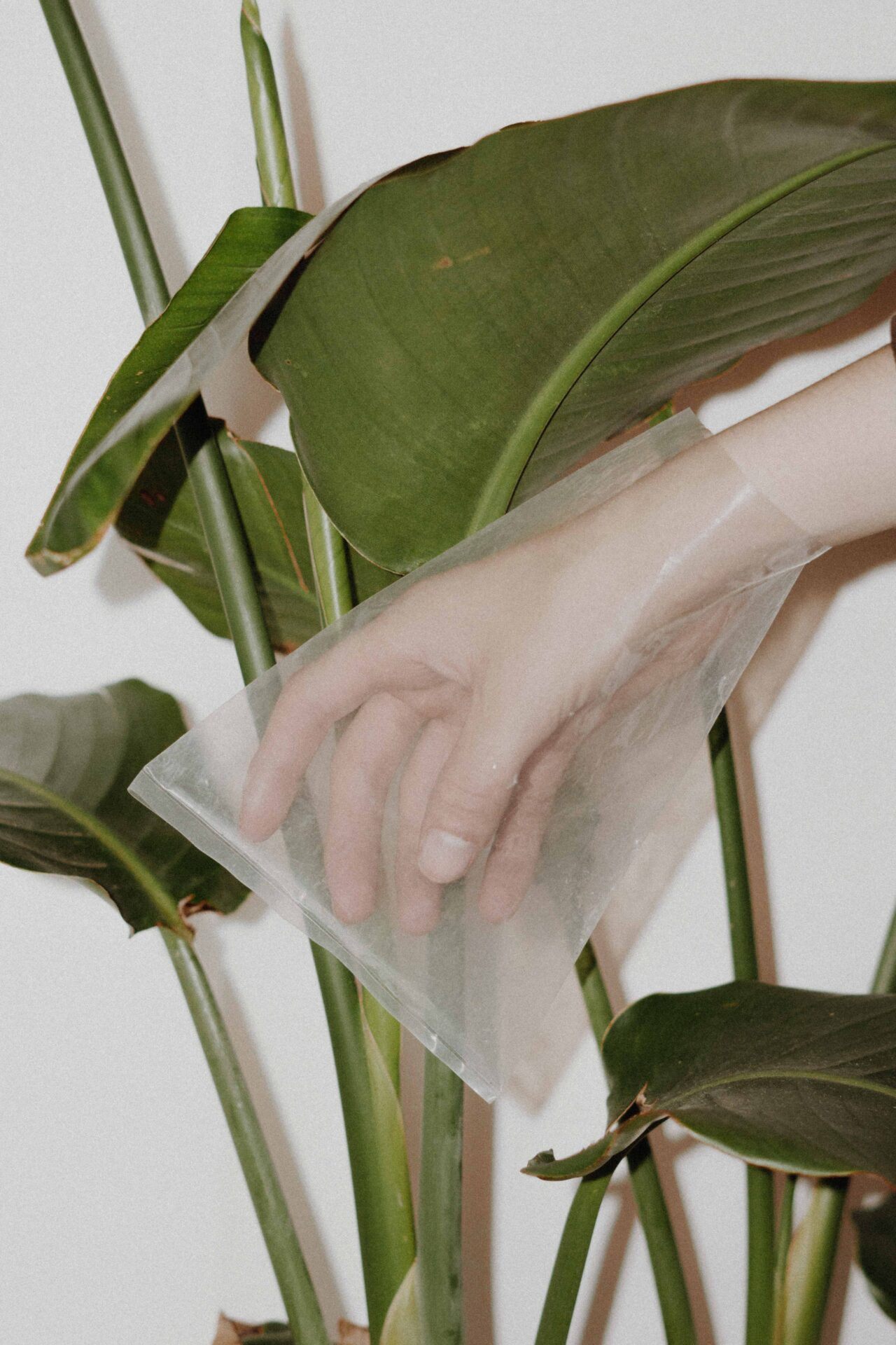Banning Plastic bangs