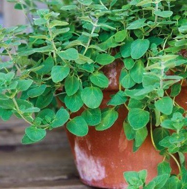 Green Oregano trailing over a terracotta pot