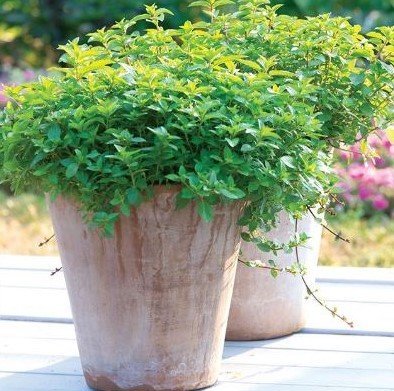 Two busy Oregano plants growing in large pots outdoors