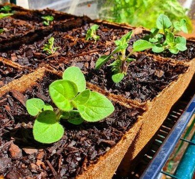 Bright green Oregano seedlings growing in trays of rich, wet soil