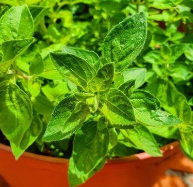 Vivid green Oregano leaves growing in a terracotta pot in the sunshine