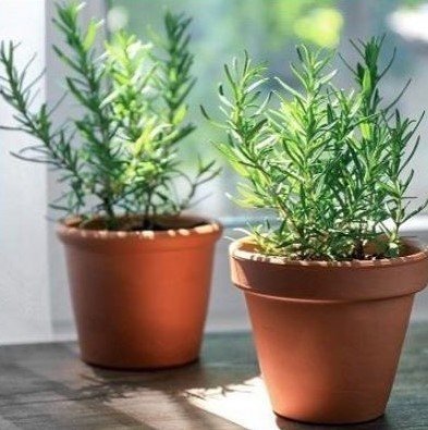 Two Rosemary plants in terracotta pots in the sunshine on a patio