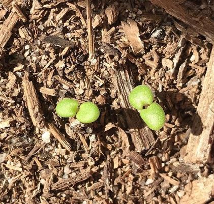 Two tiny green seedlings growing in brown soil