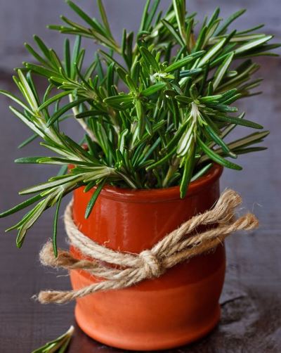 Small Rosemary plant in a terracotta pot indoors