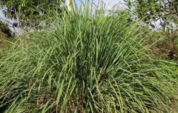 How to Grow Lemongrass