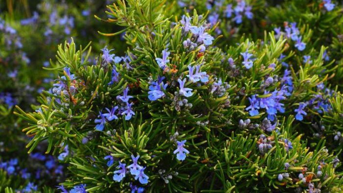 How to Grow Rosemary