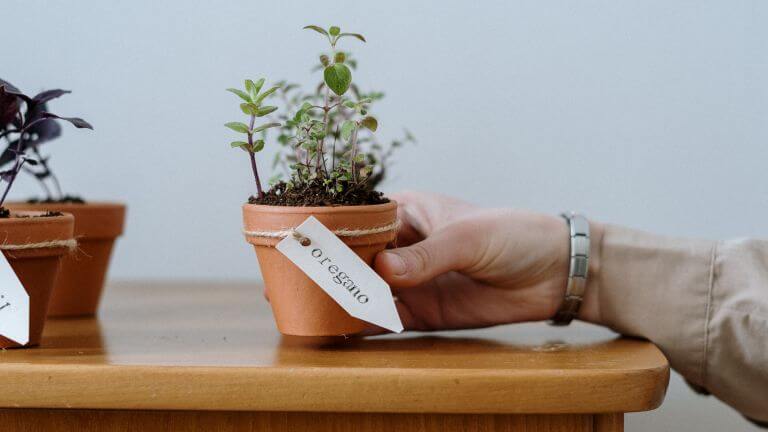 Grow Oregano