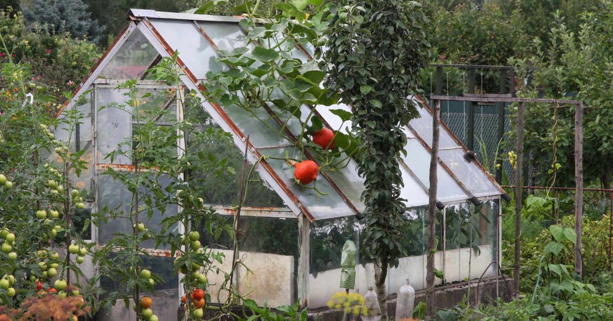 Greenhouse featuring