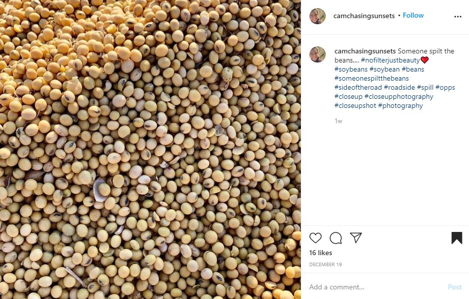 Soy Beans Insta Screengrab