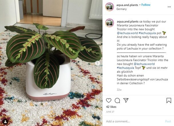 Luchuza Self-Watering Planter