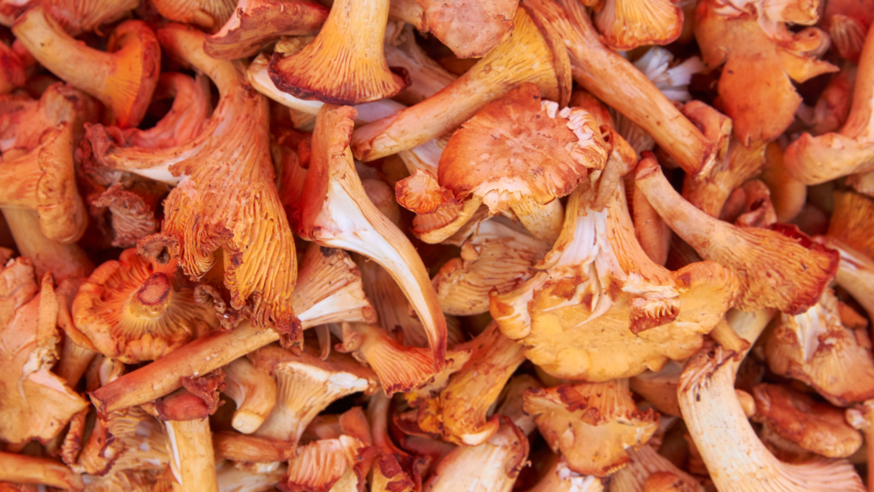 healthy mushroom feature