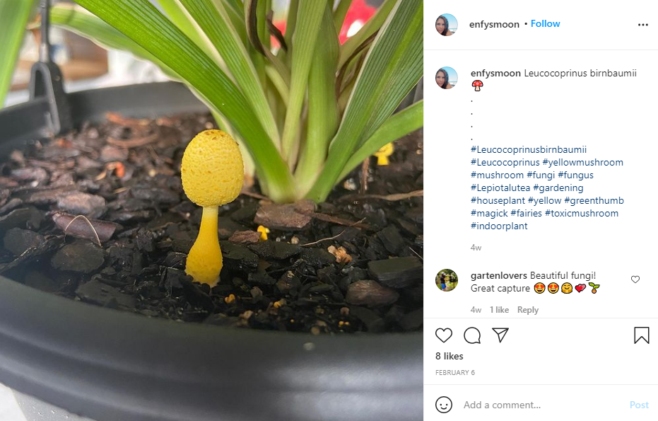 Yellow Mushrooms