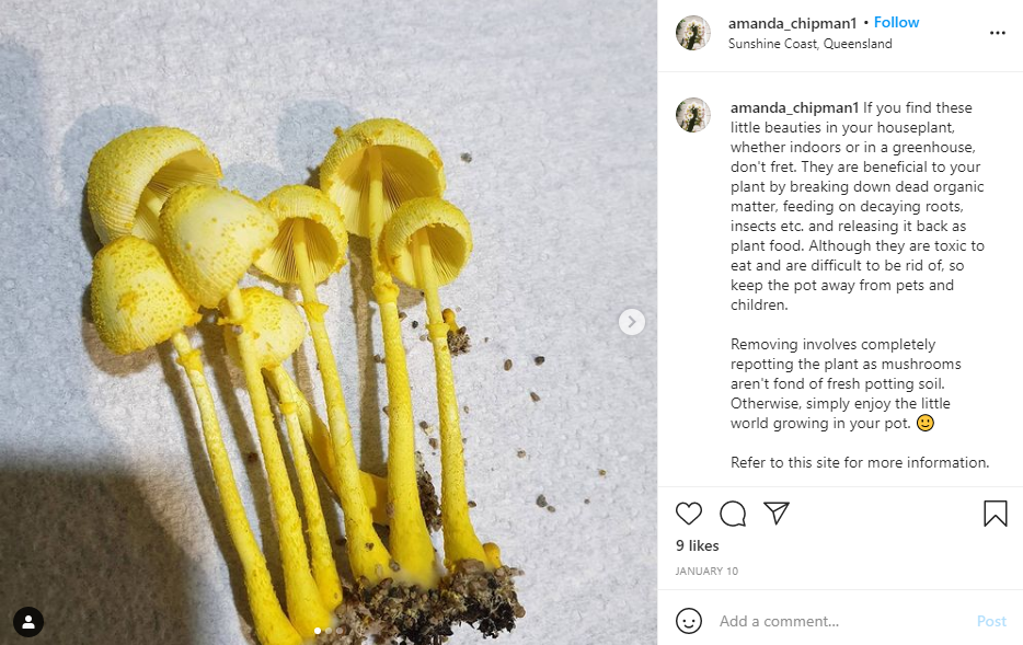 Yellow Mushrooms