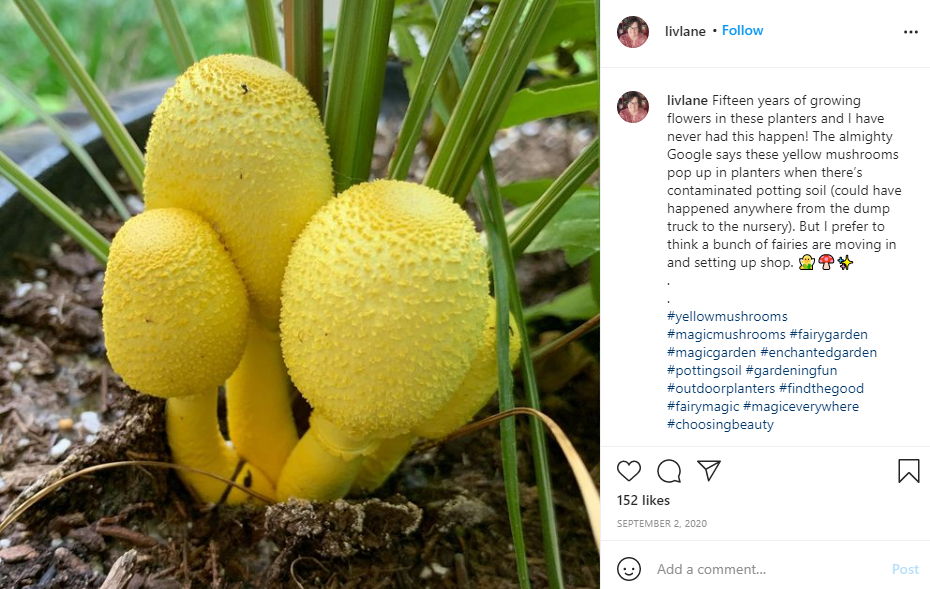 Yellow Mushrooms
