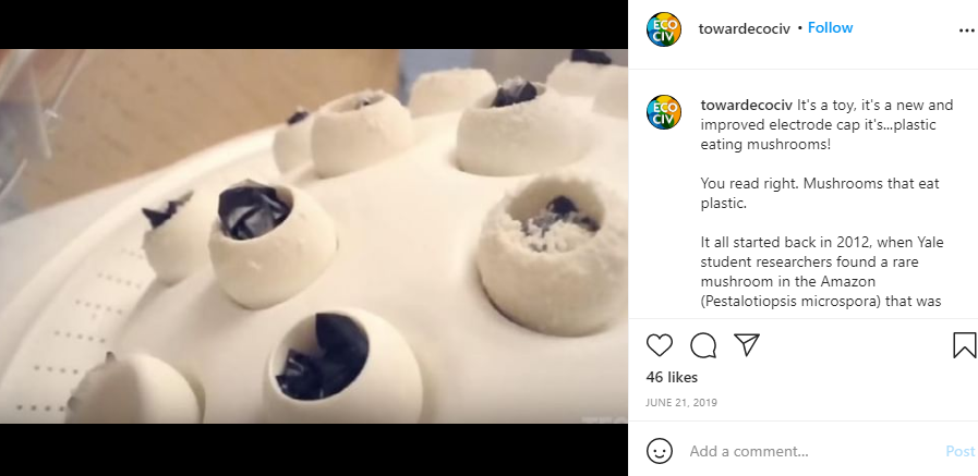 Plastic eating mushrooms