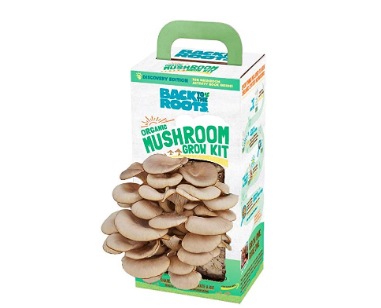 Best Mushroom Growing Kit