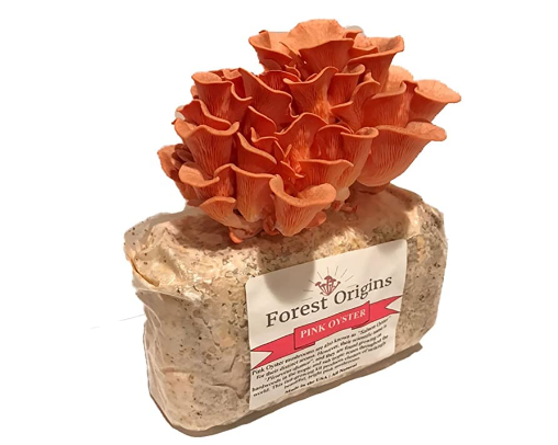 Best Mushroom Growing Kits.