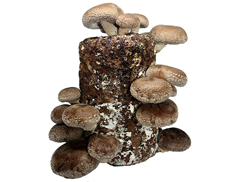 Best Mushroom Growing Kits