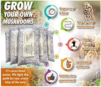 Best Mushroom Growing Kits