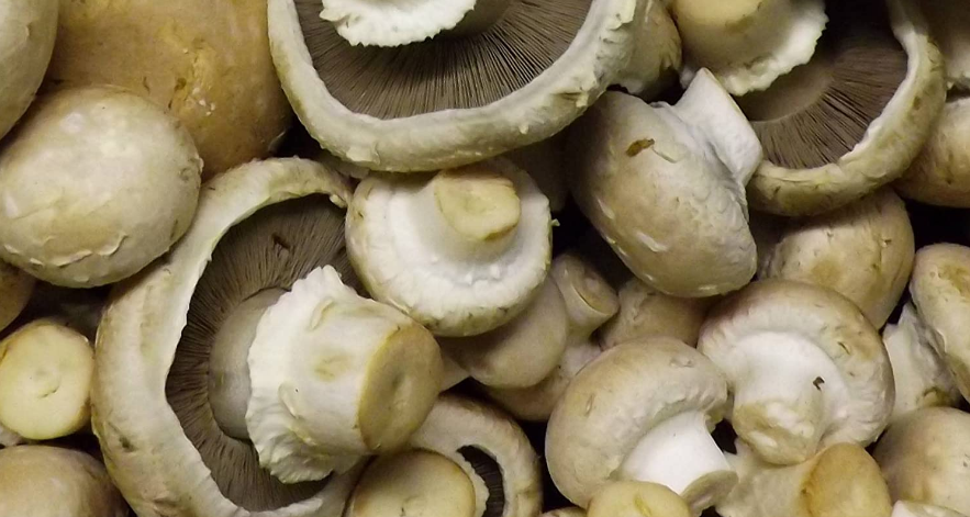 Best Mushroom Growing Kits