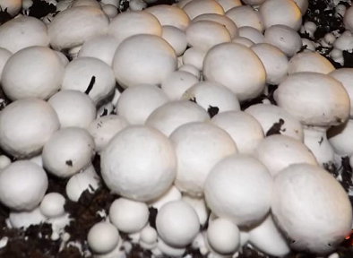 Best Mushroom Growing Kit.