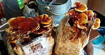 Best Mushroom Growing kits.