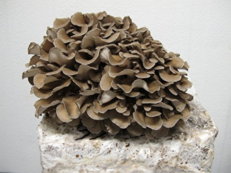 Best Mushroom Growing Kits.
