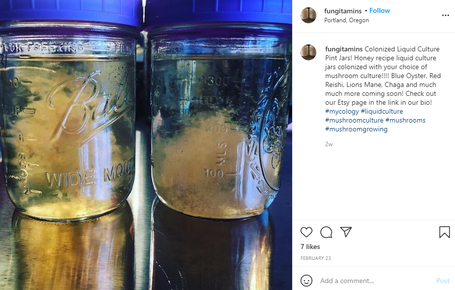 Mushroom liquid culture