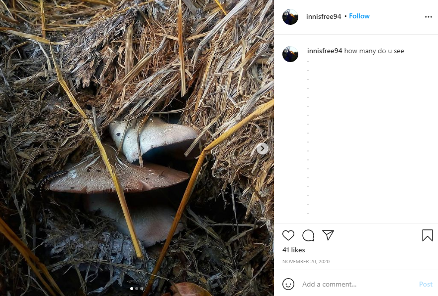 Straw Mushrooms