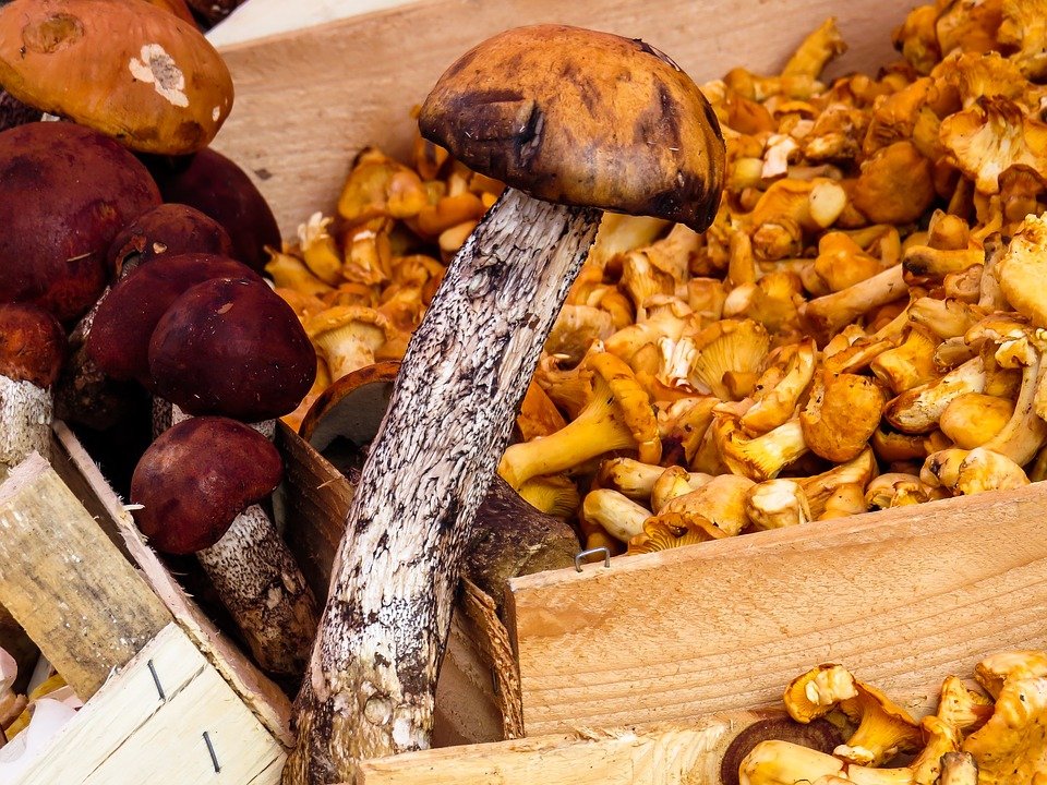 Best mushroom growing kits
