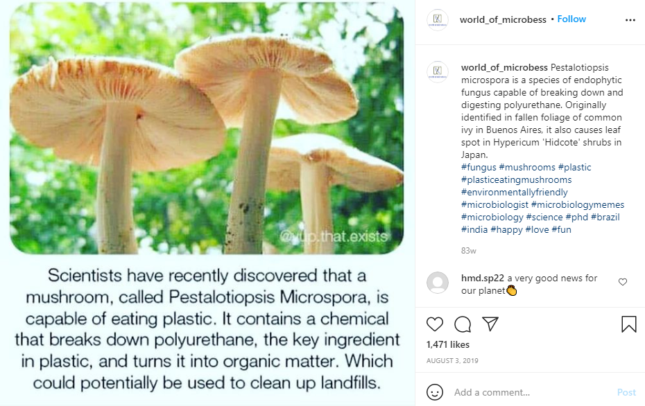 Plastic eating mushroom