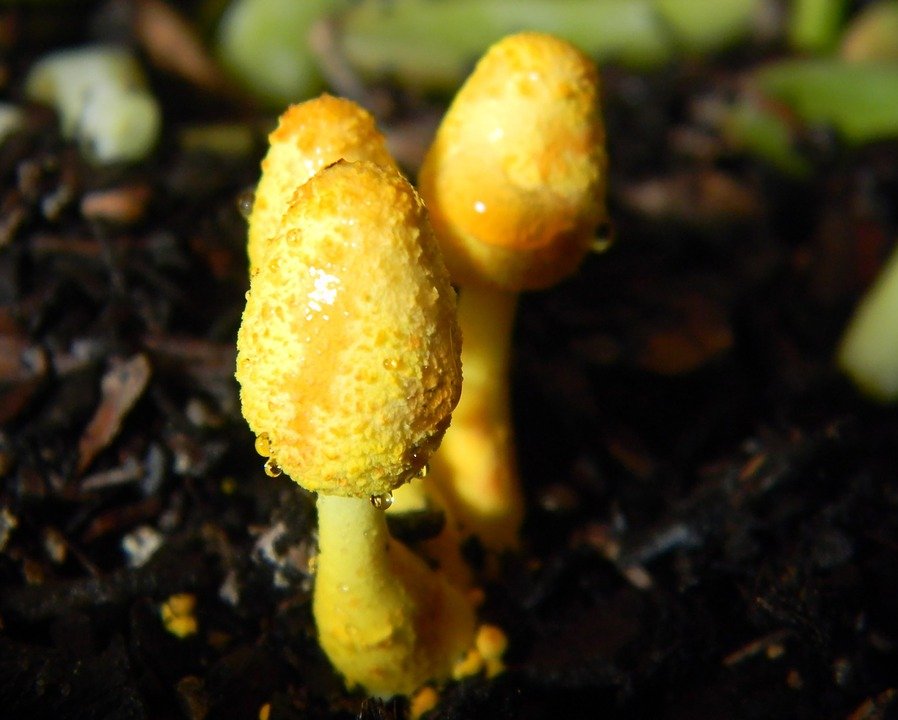 Yellow Mushrooms