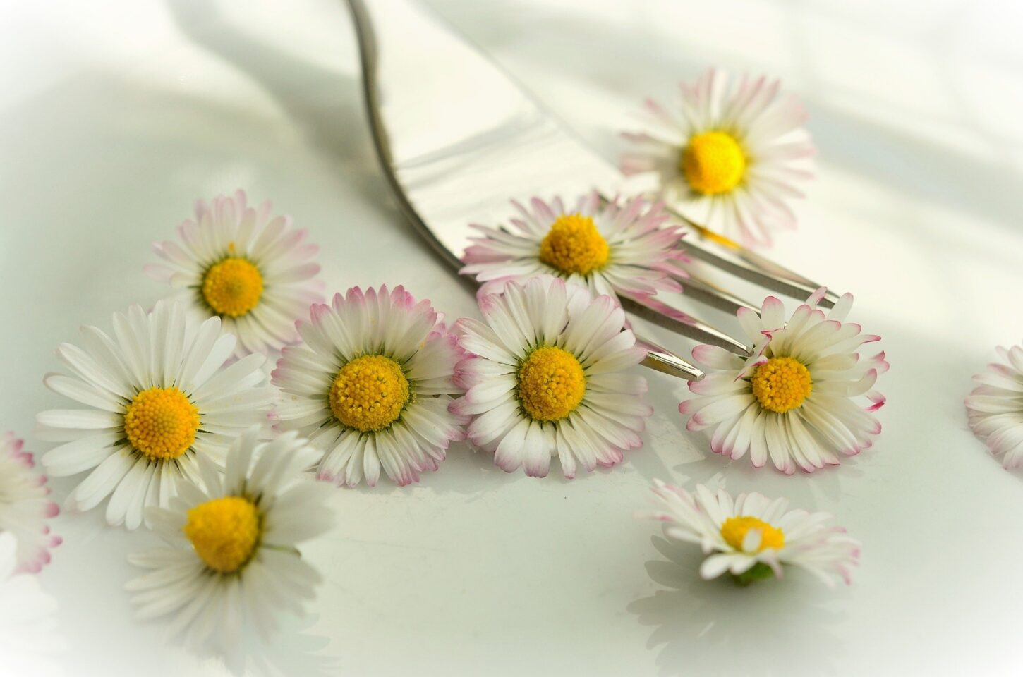 Royalty free image of Daisys from Pixabay by Conger Design
