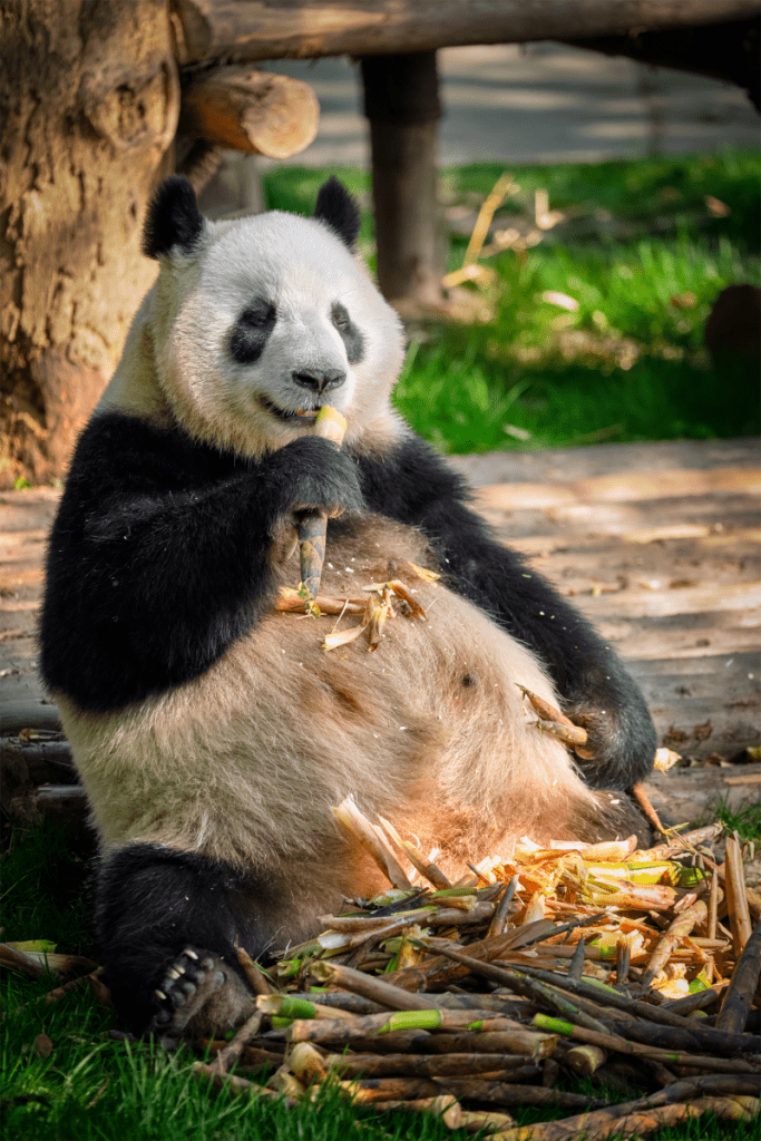 Image from Canva.com of a Panda Bear eating bamboo and looking really pleased with life