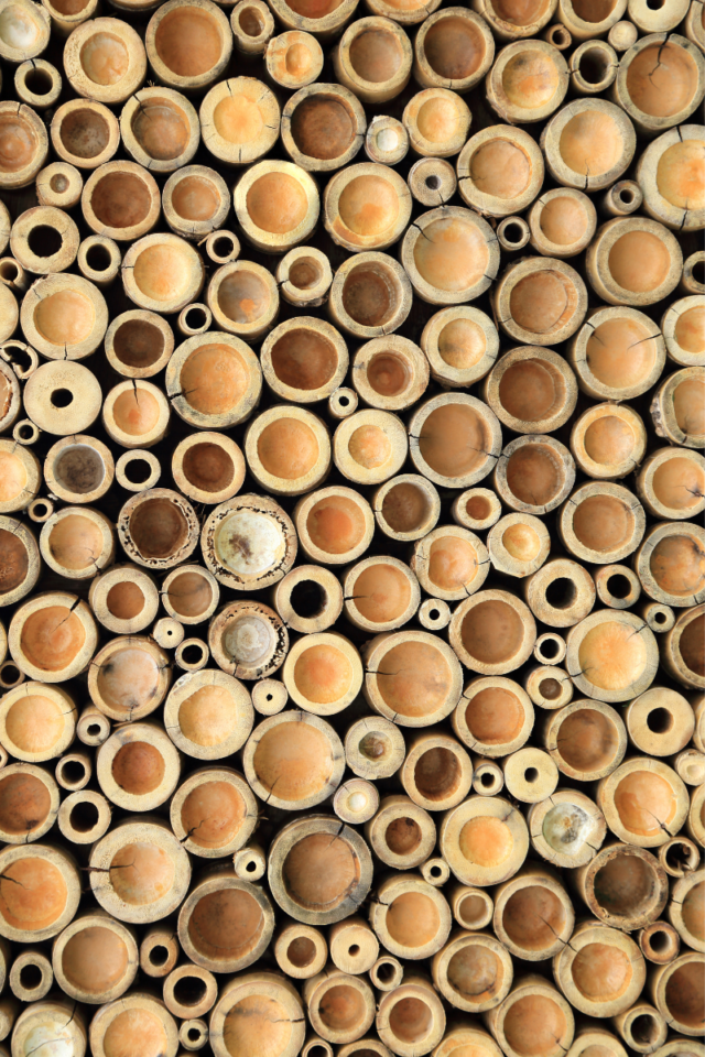 Bamboo stems