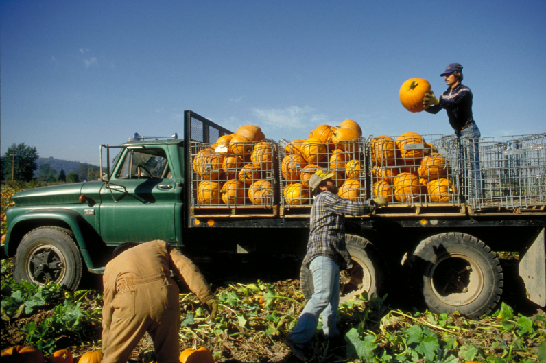Farm to Table Cycle - Free Image from Canva of men harvesting pumpkins and loading them on a truck