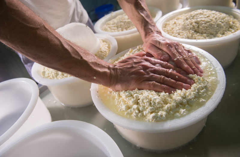 Food to Table Cycle - Free Image from Canva of Cheese Mkaing