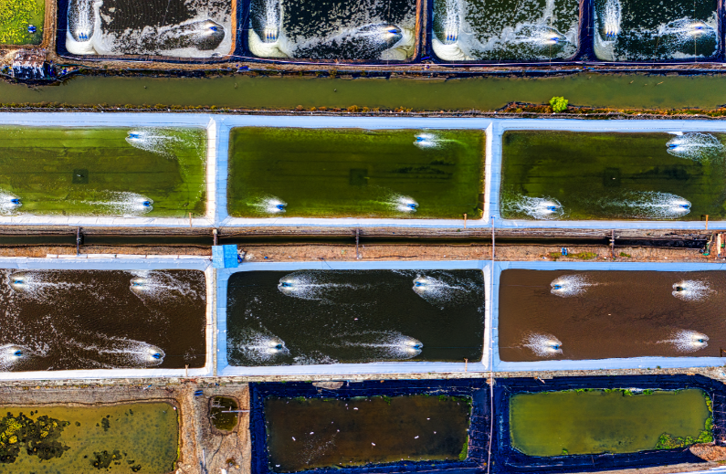 wild-caught fish - stock image from Canva of ponds on a fish farm