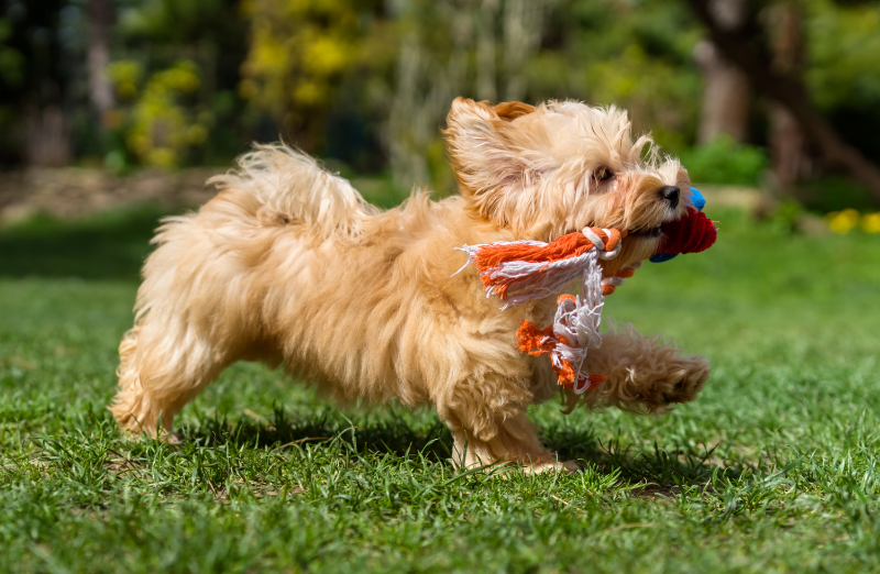 Eco-friendly dog toys - Stock image from Canva of a little brown god running outdoors with a cotton rope toy