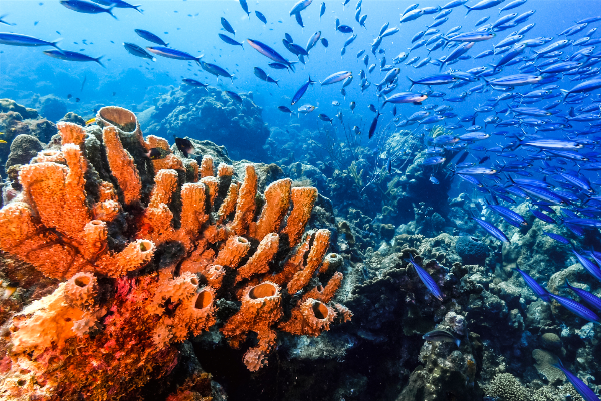 Sustainable Fishing Methods