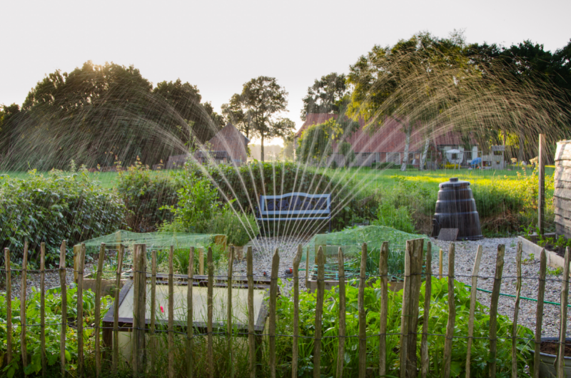 Living off the grid - free image from canva of a home vegetable garden being irrigated from a hose and sprinkler setup