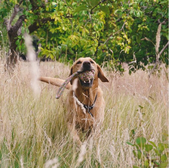 Eco-friendly Dog Toys - Beco Pets - Instaram Image of a happy chocolate labrador in a field, plating with a rope toy