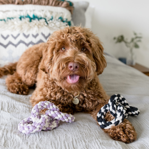Eco-friendly Dog Toys - Harry Barker - Image of a fluffy brown dog on a bed, chewing a cotton rope toy