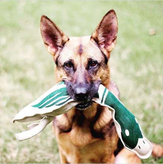 Eco-friendly Dog Toys - Honest Pets - Instagram Image of a German Shepard with a soft toy in his mouth outdoors 