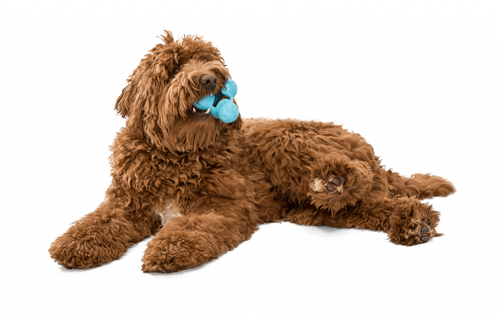 Eco-friendly Dog Toys - West Paw - Image of a brown dog chewing a hard blue chew toy