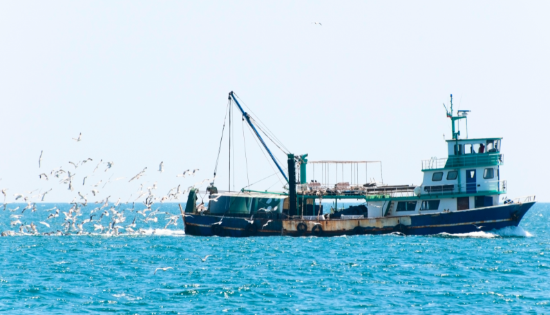 Wild-caught fish - stock image from Canva of a fishing vessel at sea