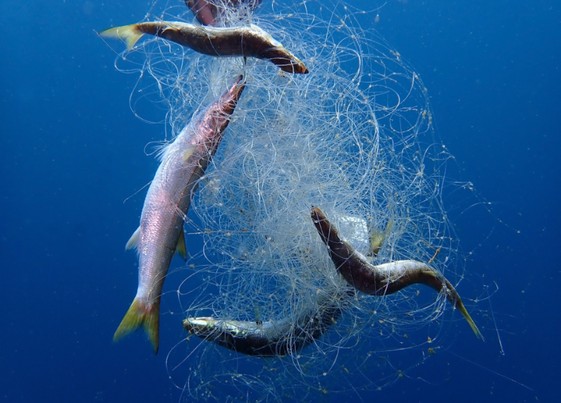 Sustainable Fishing Methods - stock image of ghost fishing lines with entangled fish in them