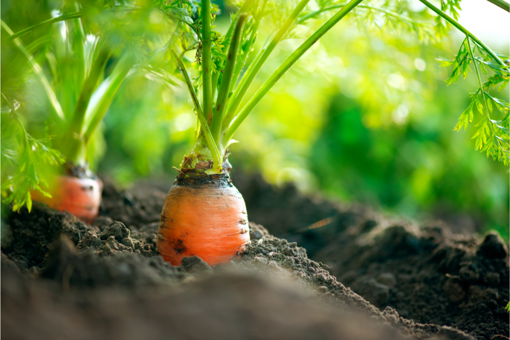 Indoor vegetable garden - Carrots growing in dark soil, with the green foliage and base of the carrot showing
