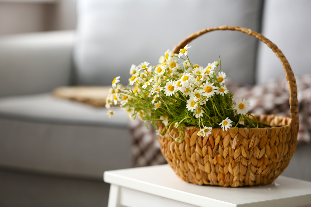 Growing chamomile indoors - image from Canva of a basket on a table with flowers in it
